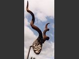 Kudu
Edelstahlskulptur, mit Kuduh�rnern.
Ma�e: H/B - 120 / 95 cm